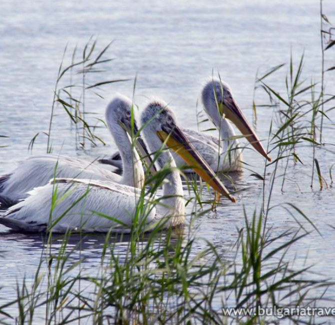 Nature Reserve “Srebarna” is being mercilessly destroyed